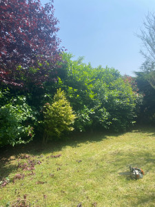 Photo de galerie - Taille de haies et d'arbustes