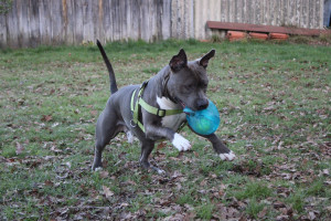 Photo de galerie - Moment de jeux avec le chien de la soeur