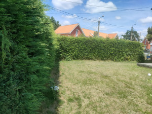 Photo de galerie - Taille de haies et d'arbustes