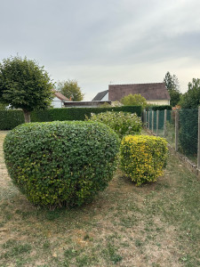 Photo de galerie - Taille de haies et d'arbustes