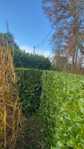 Photo de galerie - Taille de haie