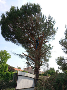 Photo de galerie - Elagage et coupe d'arbres