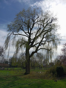 Photo de galerie - Taille de sélection sur saule pleureur pour favoriser l'ensoleillement d'une terrasse 