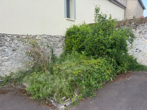 Photo de galerie - AVANT mise au propre des haies 