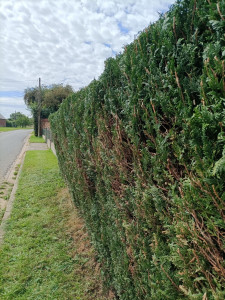 Photo de galerie - Taille haie 