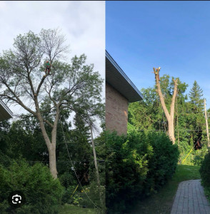 Photo de galerie - Elagage et coupe d'arbres
