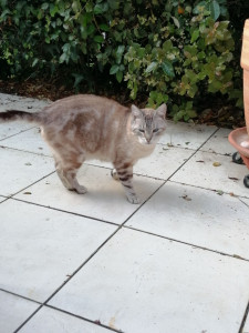 Photo de galerie - Garde chat