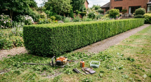 Photo de galerie - Travaux de jardinage (taille de haie, tonte de pelouze...)