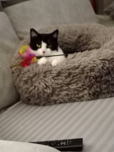 Photo de galerie - Garde chat