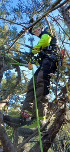 Photo de galerie - Elagage et coupe d'arbres
