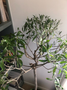 Photo de galerie - Taille de haies et d'arbustes