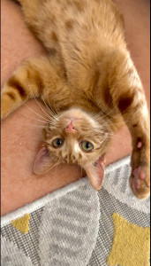 Photo de galerie - Arlo, chat de 5 mois