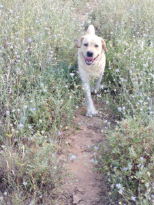 Photo de galerie - Garde chien