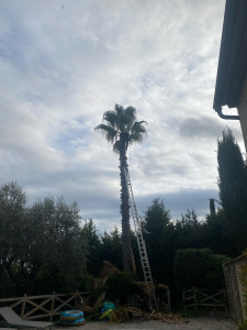Photo de galerie - élagage d’un Washingtonia 