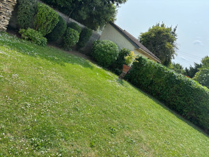 Photo de galerie - Taille haie et arbuste 