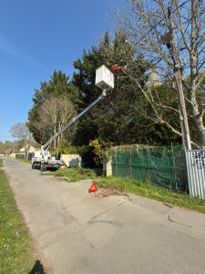 Photo de galerie - Elagage et coupe d'arbres
