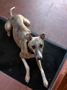 Photo de galerie - Garde vos chiens pendant vos vacances 