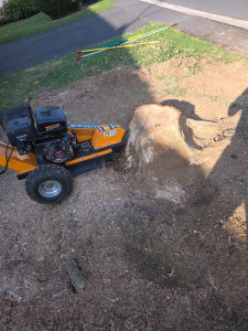 Photo de galerie - Elagage et coupe d'arbres