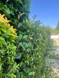 Photo de galerie - Taille de haies 