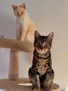 Photo de galerie - Mes bébés