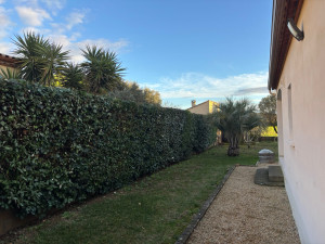 Photo de galerie - Taille d’une haie 