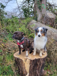 Photo de galerie - Promenade de seiko et uky 