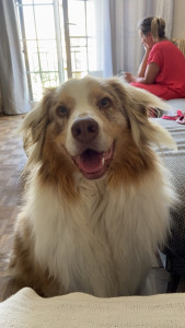Photo de galerie - Garde chien