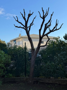 Photo de galerie - Elagage et coupe d'arbres