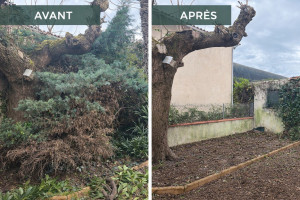 Photo de galerie - Élagage