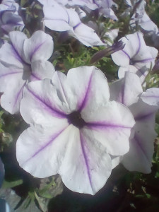 Photo de galerie - Photo nature mais événement également 