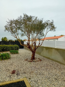 Photo de galerie - Taillage d un olivier