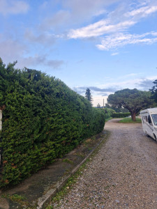 Photo de galerie - Taille de haie 