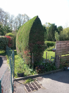 Photo de galerie - Taille de haies et d'arbustes