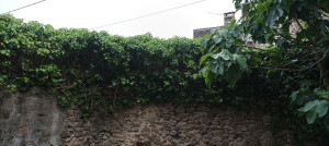 Photo de galerie - Haie vigne + lierre avant intervention 