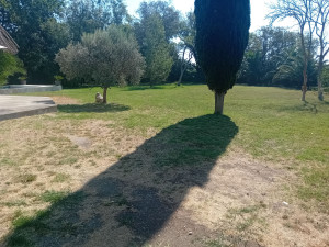 Photo de galerie - Tonte 