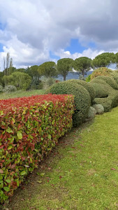 Photo de galerie - Taille de haies et végétaux.