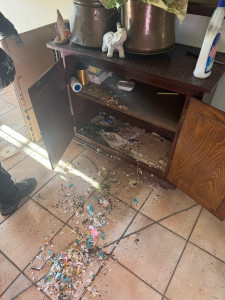 Photo de galerie - Infestation de nuisibles 