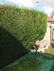 Photo de galerie - Bonjour je suis artisan je fais de l'entretien dans les espaces verts 
élagage 
abattage 
taille de haie 
taille d'arbre fruitier 
débroussaillage 
temps de pelouse 
et diverses d'autres choses dans l'espace vert 


