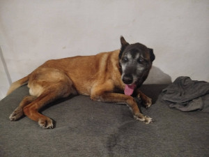 Photo de galerie - Garde chien