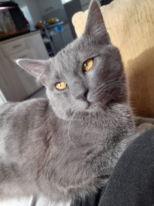 Photo de galerie -  jouer  calin  nourrir    litiere  
