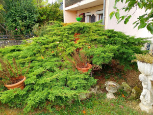 Photo de galerie - Taille de haies et d'arbustes