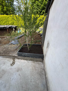 Photo de galerie - Création parterre en ardoise, avec replantation arbuste
