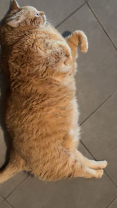 Photo de galerie - Garde chat