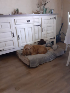 Photo de galerie -  voilà la belle vie des toutous et pleins de caresse