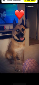 Photo de galerie - Garde chien