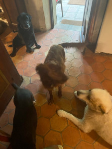 Photo de galerie - 4 chiens à garder tous les samedis 