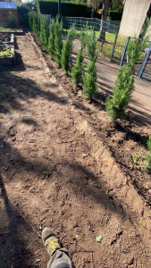 Photo de galerie - Plantation d’une haie de cyprès 