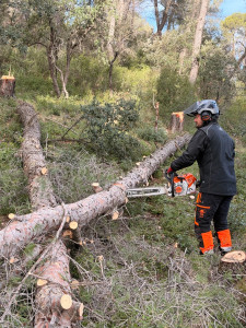 Photo de galerie - Elagage et coupe d'arbres