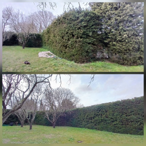 Photo de galerie - Taille de haies et d'arbustes