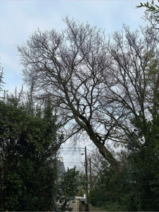 Photo de galerie - Elagage et coupe d'arbres